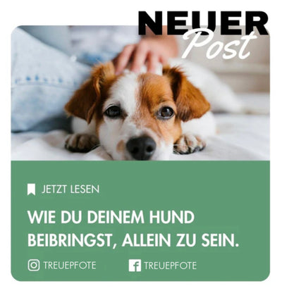 Wie du deinem Hund beibringst, allein zu bleiben.