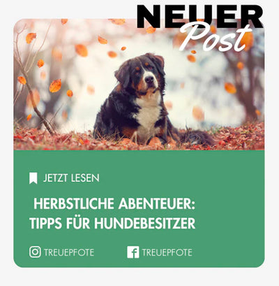 Herbstliche Abenteuer mit deinem Vierbeiner: Tipps für Hundebesitzer