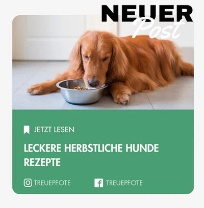 Herbstliche Leckereien für deinen Hund: Rezepte zum Selbermachen