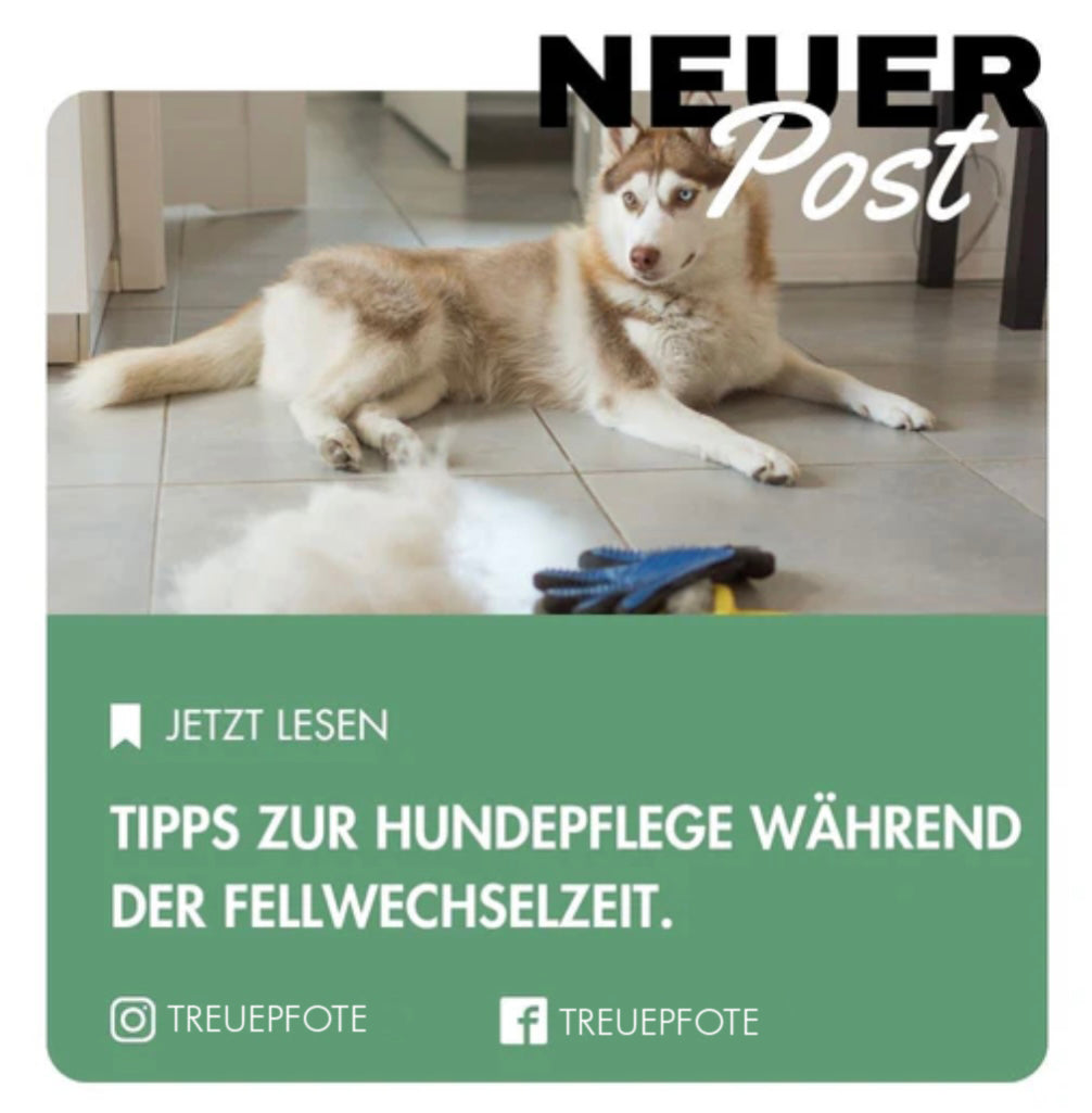 Tipps zur Hundepflege während der Fellwechselzeit