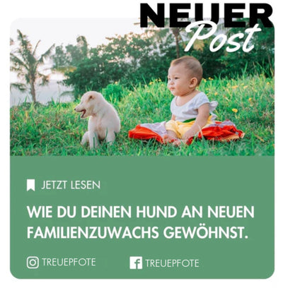 Wie du deinen Hund an neuen Familienzuwachs gewöhnst