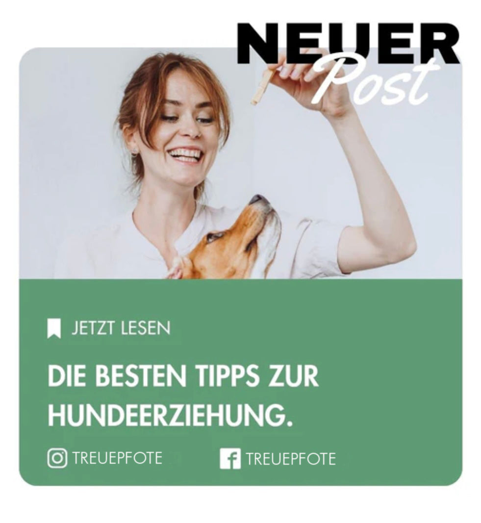 Die besten Tipps zur Hundeerziehung