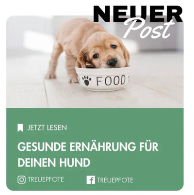 Gesunde Ernährung für deinen Hund: Worauf du achten solltest