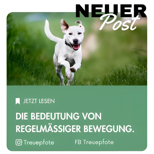 Die Bedeutung von regelmäßiger Bewegung für Hunde