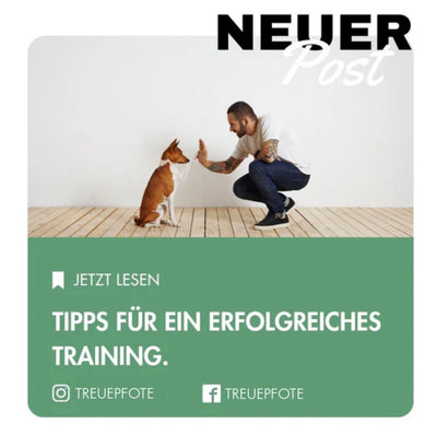 Trainiere deinen Hund: Tipps für ein erfolgreiches Training