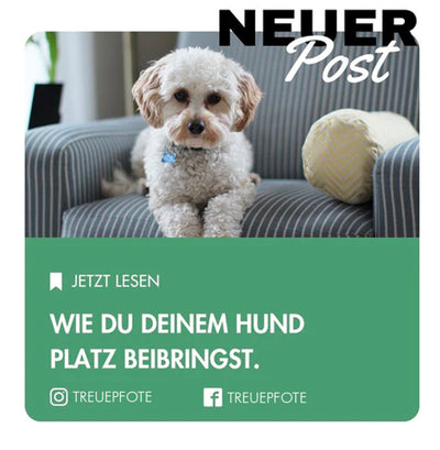 Wie du deinem Wuffy "Platz" beibringst in nur 5 Schritten!