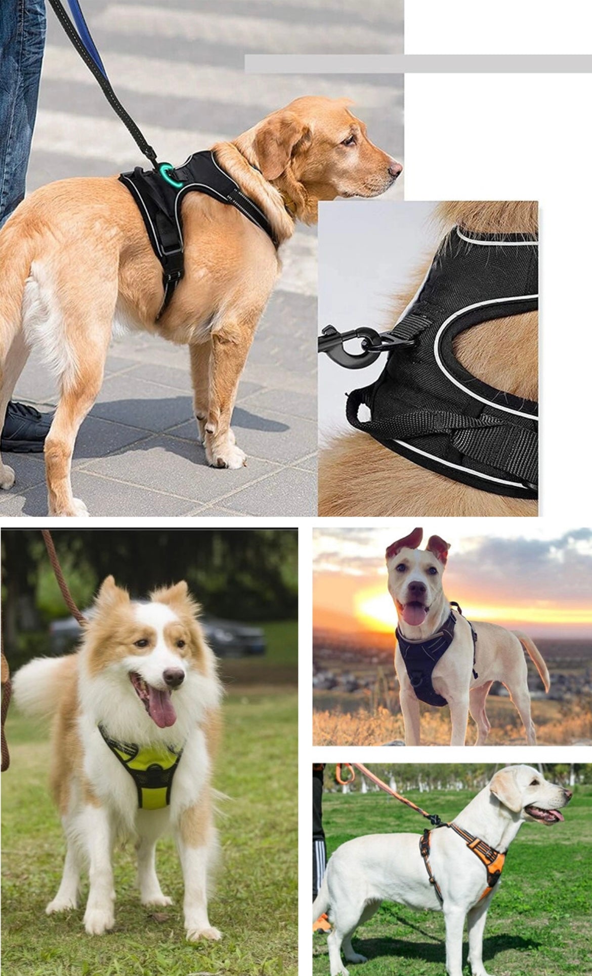 Treuepfote Geschirr™ Das Gesündeste Hundegschirr